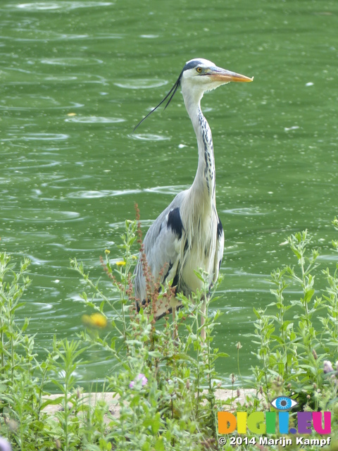 FZ006477 Heron London